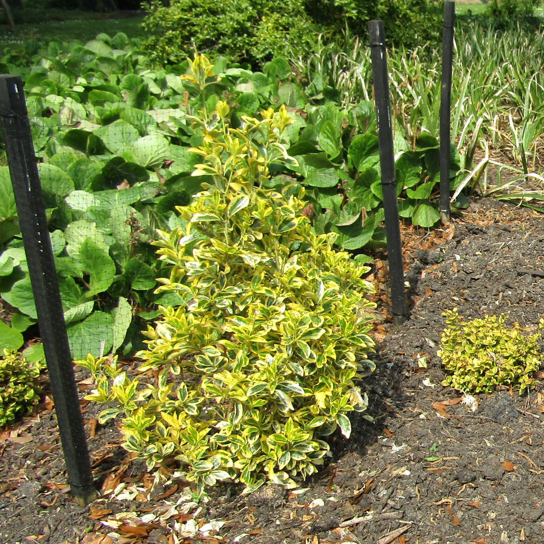 Euonymus fortunei 'Chollipo' ~ Chollipo Euonymus