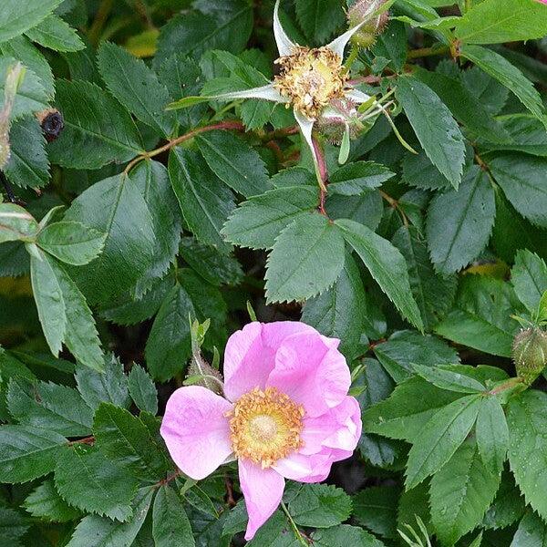 Rosa virginiana ~ Virginia Rose