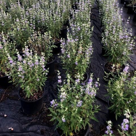 Caryopteris × clandonensis 'Dark Knight' ~ Dark Knight Bluebeard