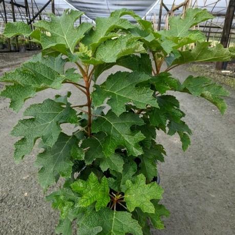 Hydrangea quercifolia 'Piihq-i' ~ First Editions® Jetstream Oakleaf Hydrangea