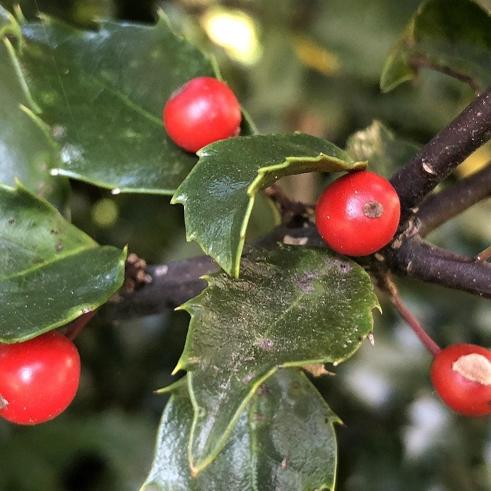 Ilex x meserveae 'Blue Maid' ~ Blue Maid Holly