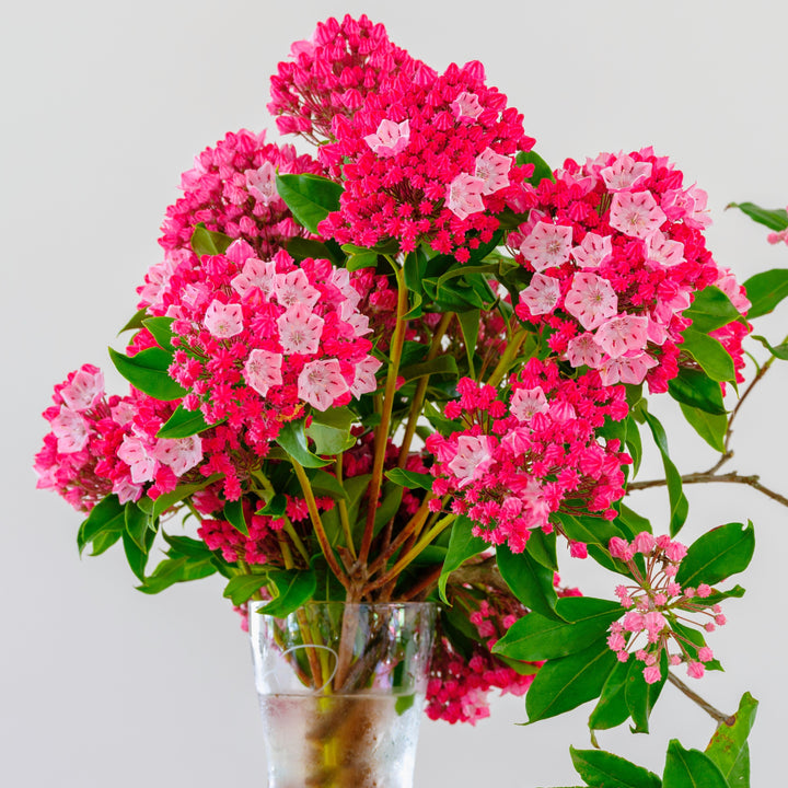 Kalmia latifolia 'Olympic Fire' ~ Olympic Fire Mountain Laurel