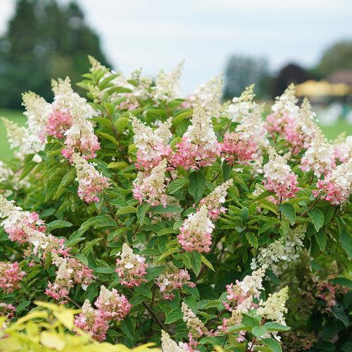 Hydrangea  'Pinky Winky'