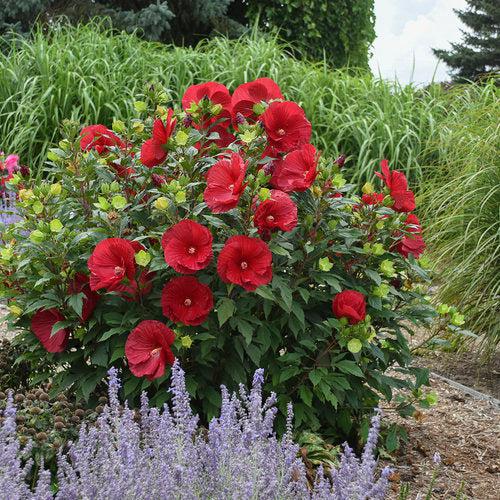 Hibiscus 'Cranberry Crush' ~ Summerific® Cranberry Crush Hibiscus