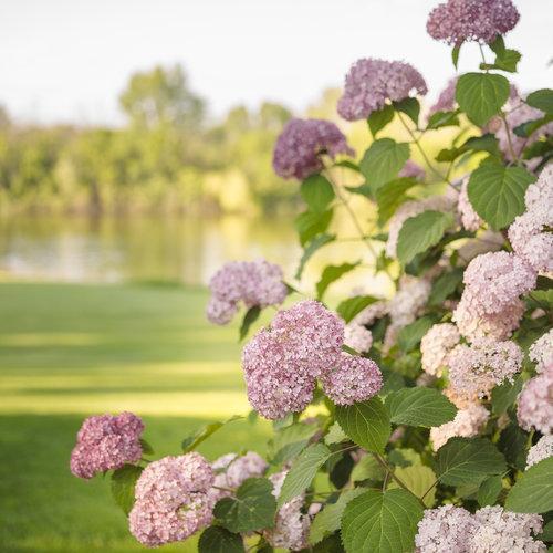 Hydrangea arborescens 'NCHA2' ~ Invincibelle® Spirit II Hydrangea