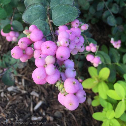 Symphoricarpos 'Sofie' ~ Proud Berry® Coralberry