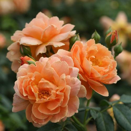 Rosa 'HORCOGJIL' PP 27541 ~ Proven Winners® Color Choice® At Last® Rose