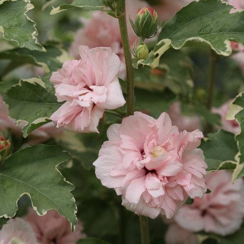 Hibiscus syriacus 'America Irene Scott' ~ Sugar Tip® Rose of Sharon