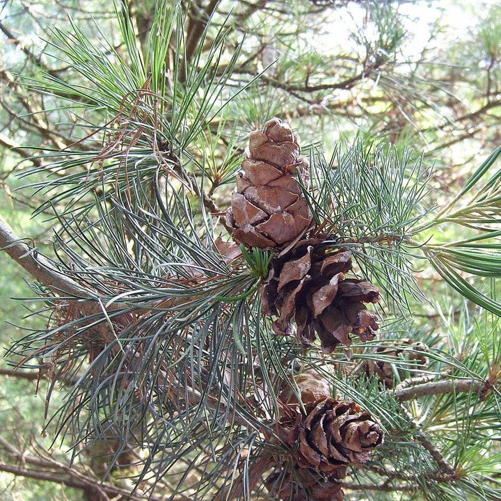 Pinus parviflora ~ Japanese White Pine