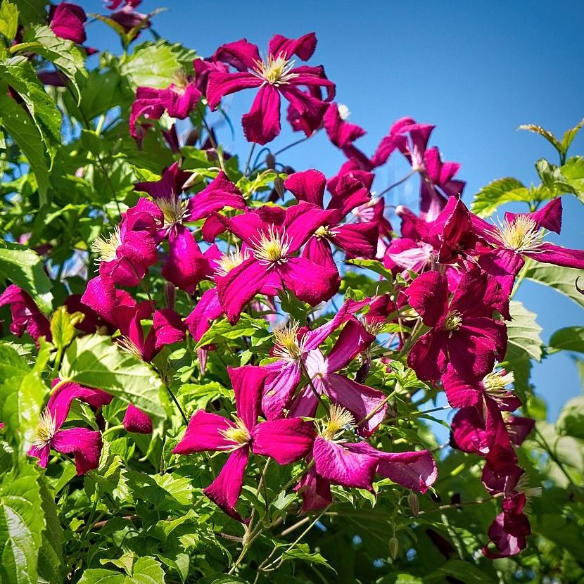 Clematis 'Niobe' ~ Niobe Clematis Vine