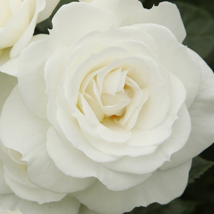 Rosa 'KORfloci111' ~ Veranda® White Rose