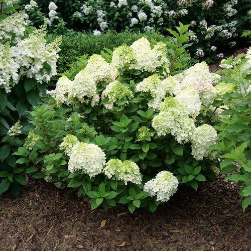 Hydrangea 'Little Lime Punch'