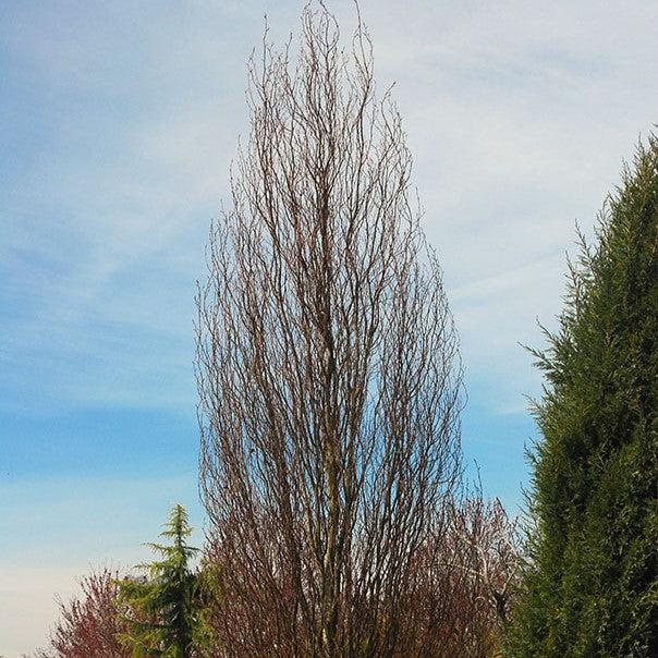 Fagus sylvatica 'Red Obelisk' ~ Red Obelisk Beech