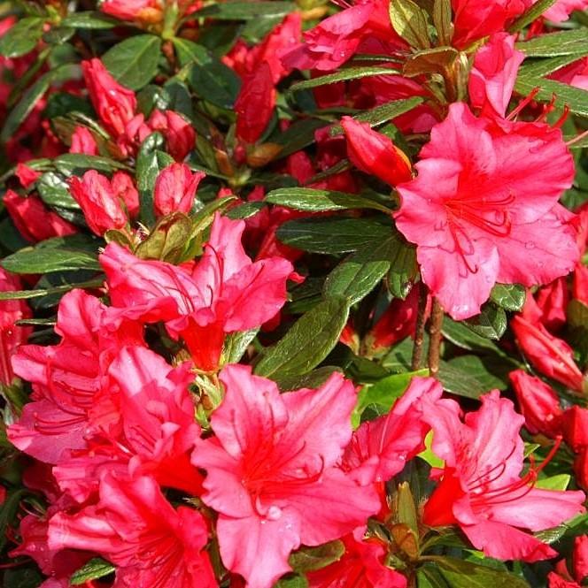 Rhododendron x Girard 'Girard's Rose' ~ Girard's Rose Azalea