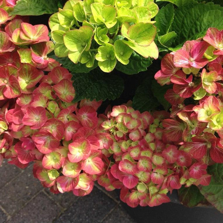 Hydrangea macrophylla 'QUFU' PP26426 ~ Tilt-A-Swirl® Hydrangea