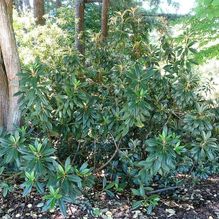 Rhododendron wiltonii ~ Wilton Rhododendron