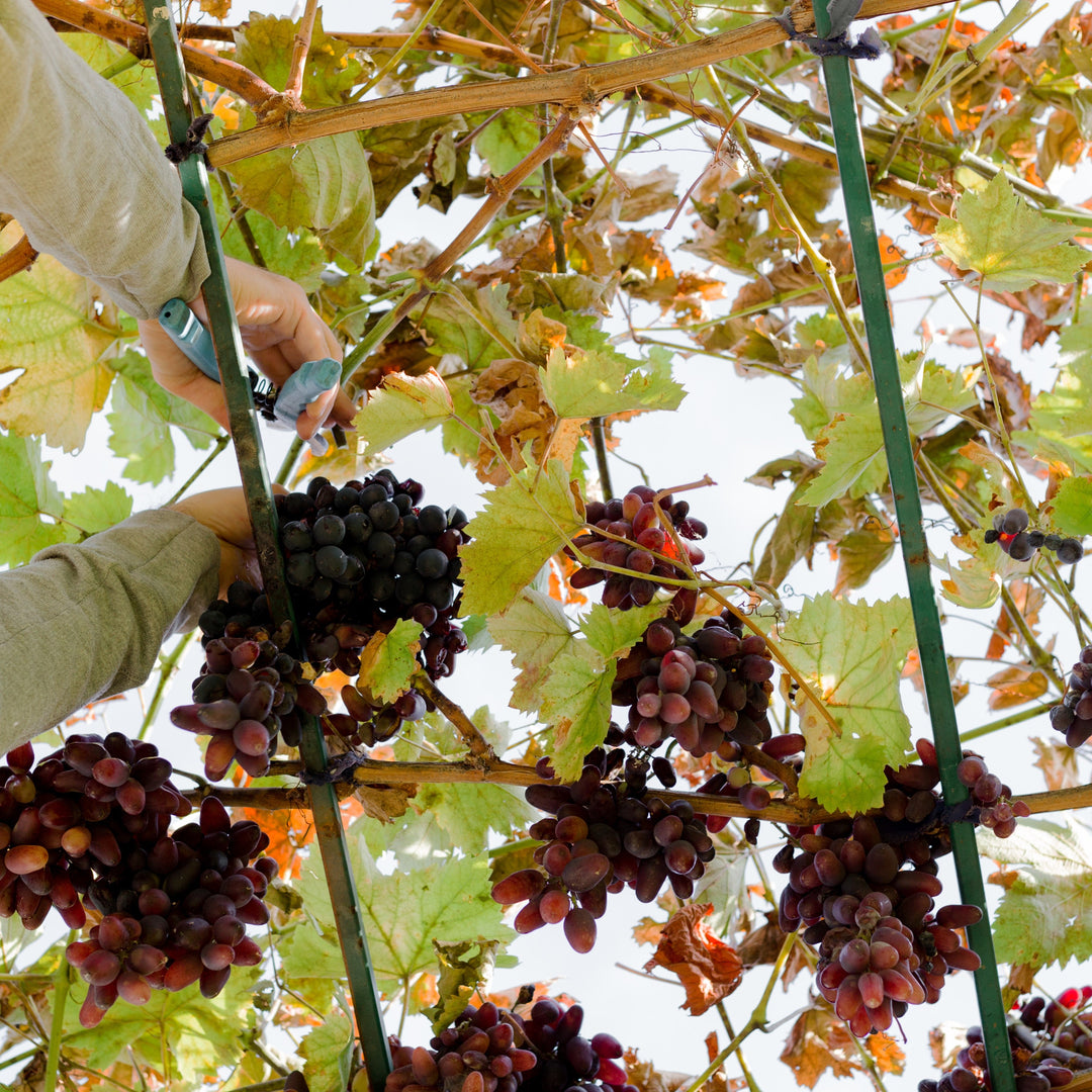 Vitis ~ Grapes, Red Seedless