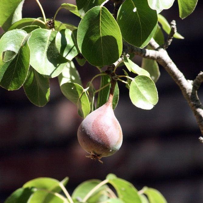 Pyrus communis 'Moonglow' ~ Moonglow Pear