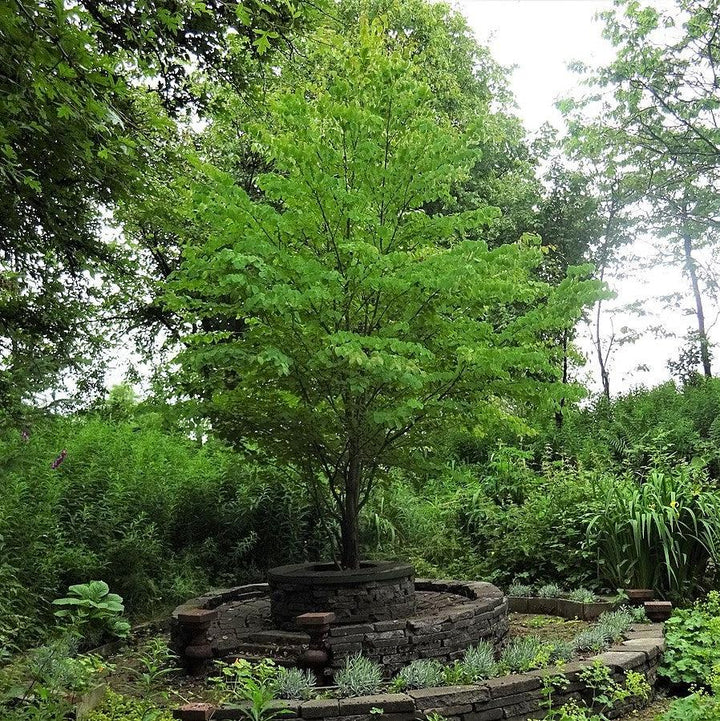 Cercidiphyllum japonicum ~ Katsura Tree