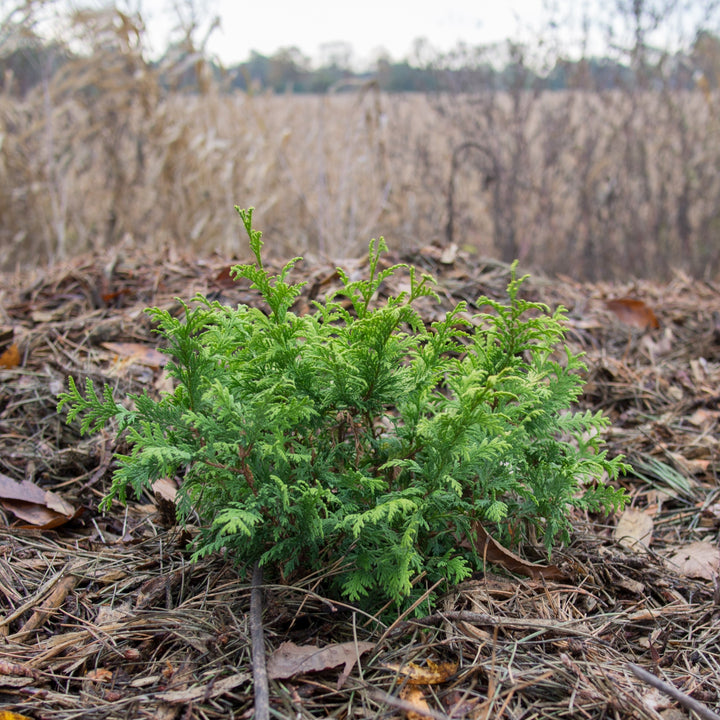 Chamaecyparis pisifera 'Gold Spangle' ~ Gold Spangle Falsecypress