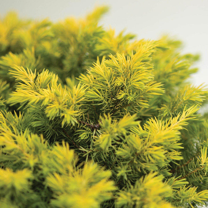 Juniperus conferta ~ Golden Pacific™ Juniper