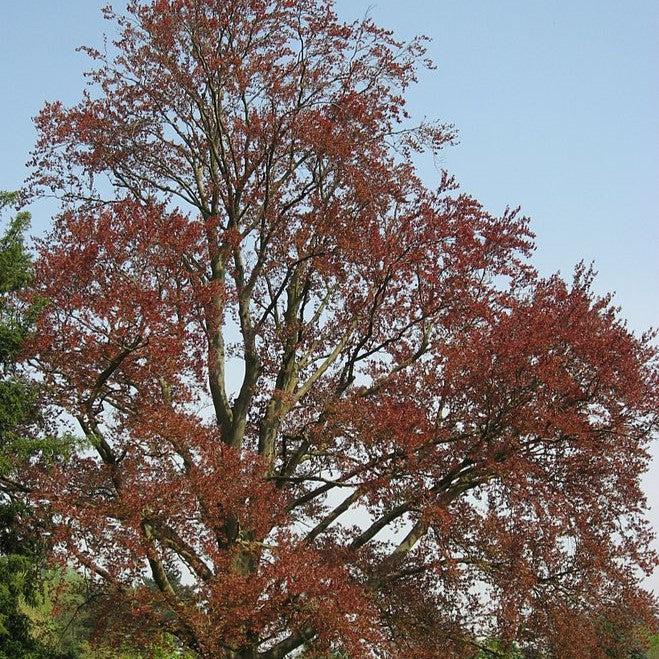 Fagus sylvatica 'Riversii' ~ Rivers Purple Beech