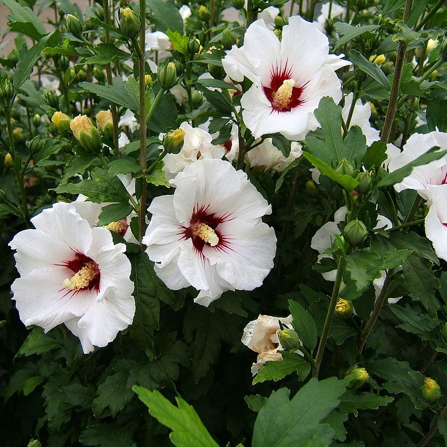 Hibiscus syriacus ~ Rose of Sharon; Hibiscus