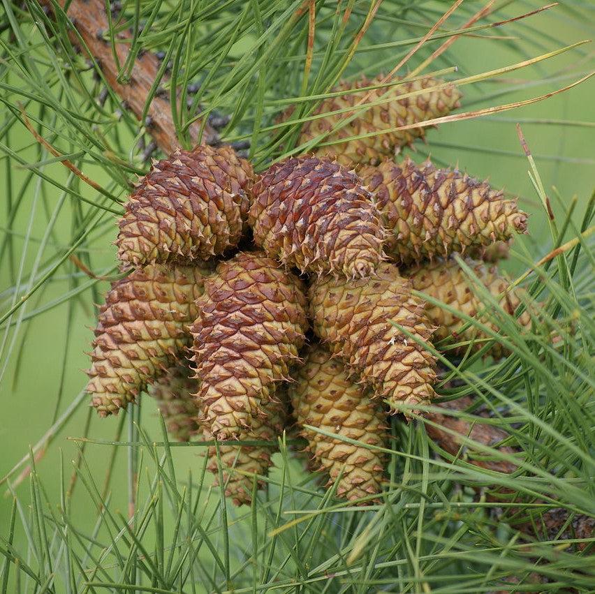 Pinus rigida ~ Pitch Pine