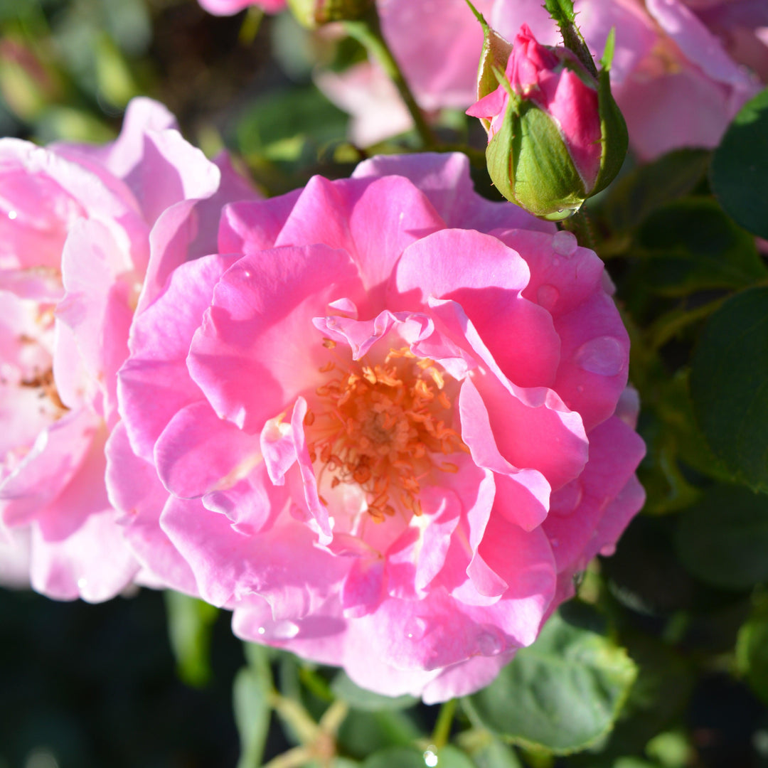 Rosa x 'PNKTER' PP32266 ~ Echo® Brindabella™ Pink Princess Rose