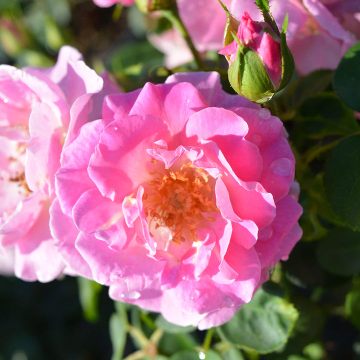 Rosa x 'PNKTER' PP32266 ~ Echo® Brindabella™ Pink Princess Rose