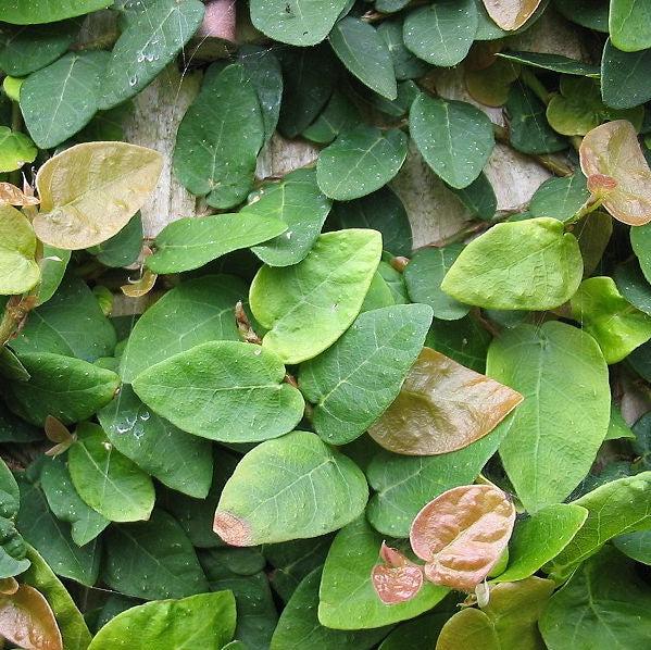 Ficus pumila ~ Creeping Fig