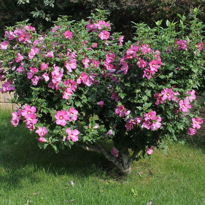 Hibiscus syriacus ~ Rose of Sharon; Hibiscus