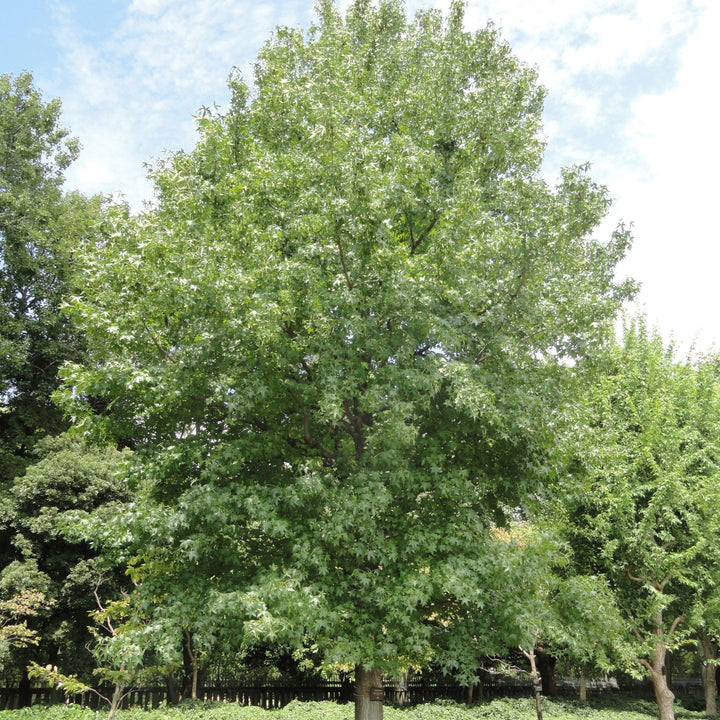 Liquidambar styraciflua ~ Sweetgum