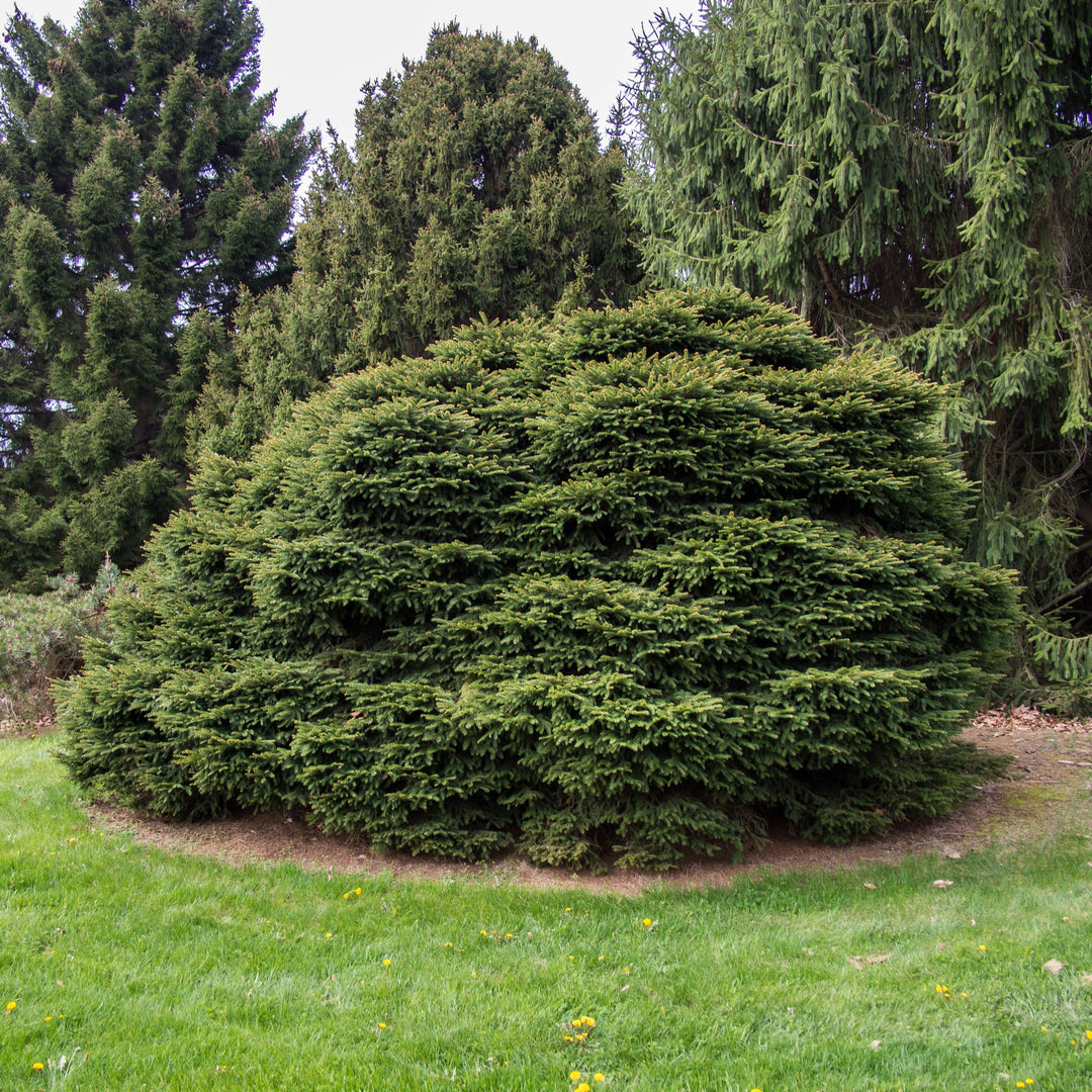 Picea abies 'Nidiformis' ~ Bird's Nest Spruce