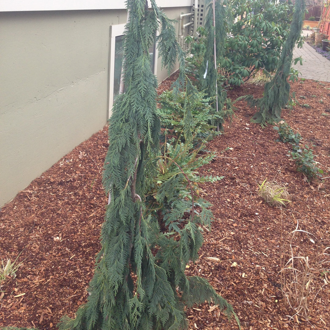 Chamaecyparis nootkatensis 'Green Arrow' ~ Green Arrow Alaska Cedar