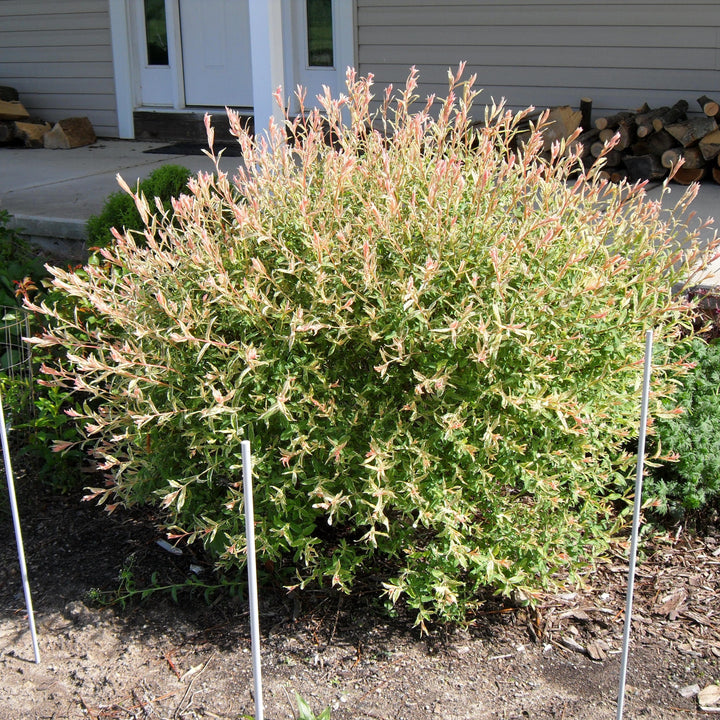 Salix integra 'Flamingo' ~ Flamingo Dappled Willow