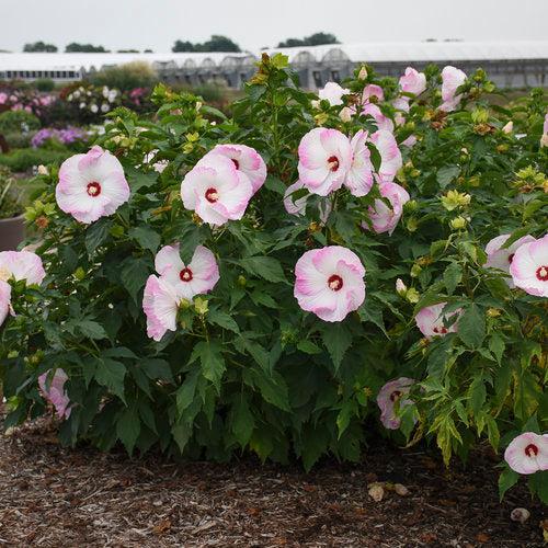 Hibiscus 'Ballet Slippers' ~ Summerific® Ballet Slippers Hibiscus