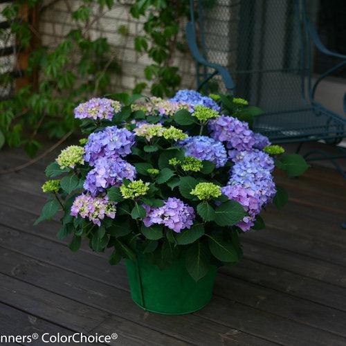 Hydrangea 'Let's Dance Rhythmic Blue'