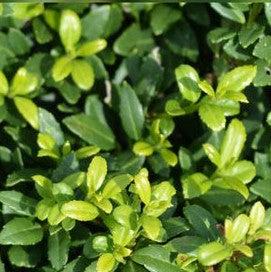 Ilex crenata 'Soft-Touch' ~ Soft Touch Japanese Holly