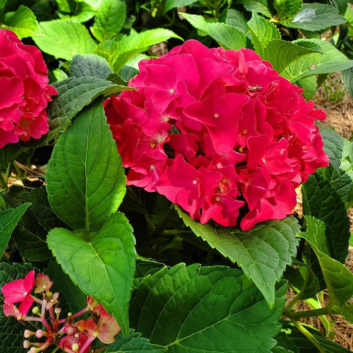 Hydrangea macrophylla 'Grefuglo' ~ Fuchsia Glow™ Hydrangea