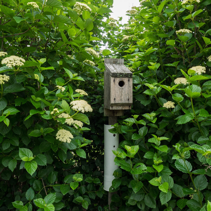 Viburnum dentatum 'Synnestvedt' ~ Chicago Lustre Viburnum