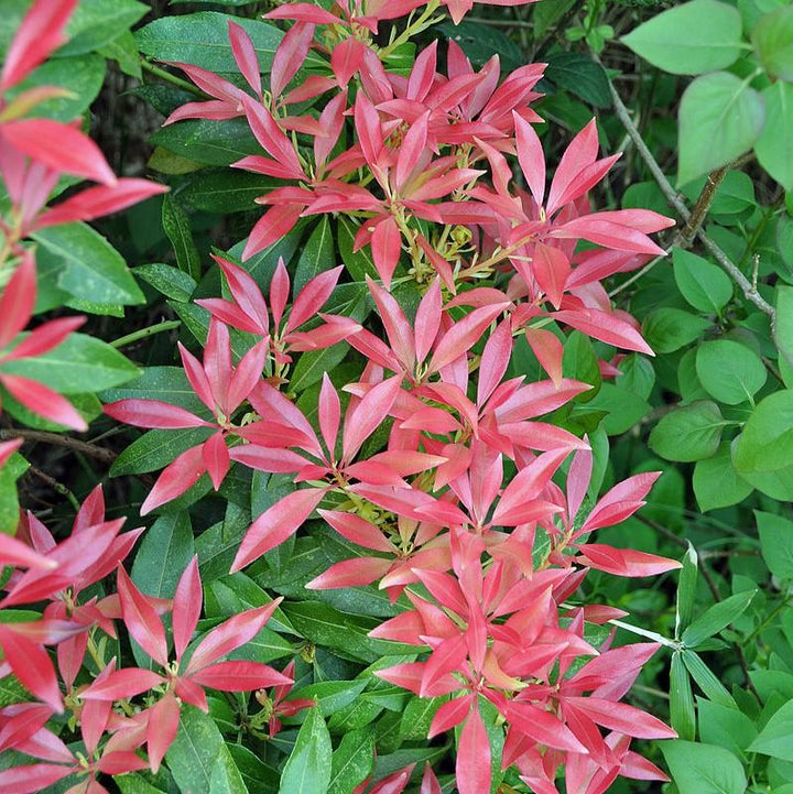 Andromeda 'Katsura' ~ Katsura Pieris