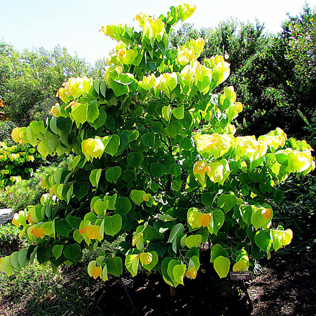 Cercis canadensis 'JN2' PP1,451 ~ Rising Sun™ Eastern Redbud