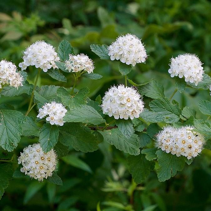 Physocarpus opulifolius ~ Atlantic Ninebark