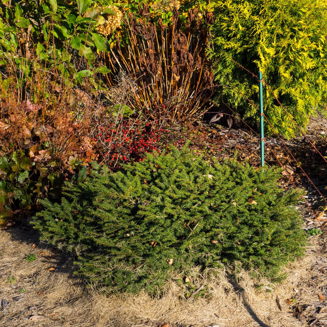 Picea abies 'Nidiformis' ~ Bird's Nest Spruce