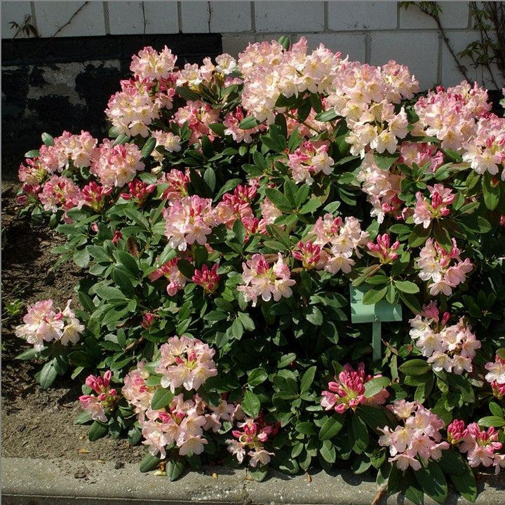 Rhododendron yakushimanum 'Percy Wiseman' ~ Percy Wiseman Rhododendron