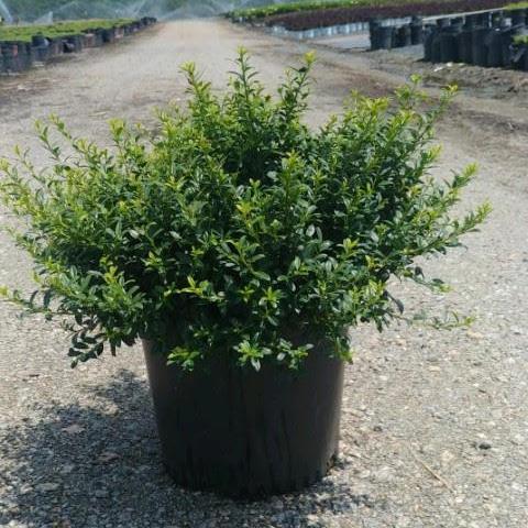 Ilex crenata 'Soft-Touch' ~ Soft Touch Japanese Holly