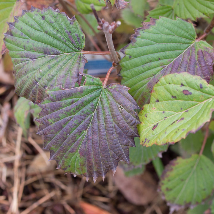 Viburnum dentatum 'Ralph Senior' ~ Autumn Jazz® Viburnum