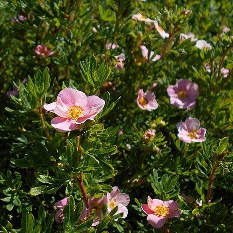 Potentilla fruticosa 'Pink Beauty' ~ Pink Beauty Potentilla