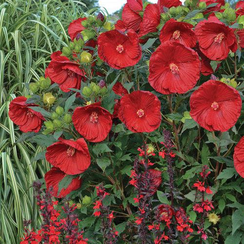 Hibiscus 'Cranberry Crush' ~ Summerific® Cranberry Crush Hibiscus